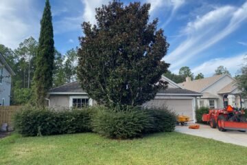 bush-tree-removal-st-johns-fl-2
