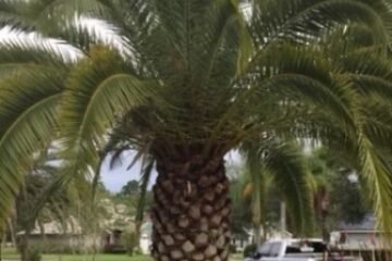 palm-trimming-before-2a
